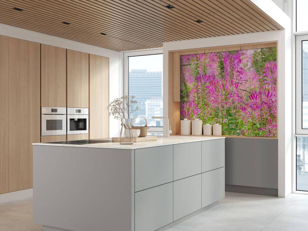 Cleome bloemen