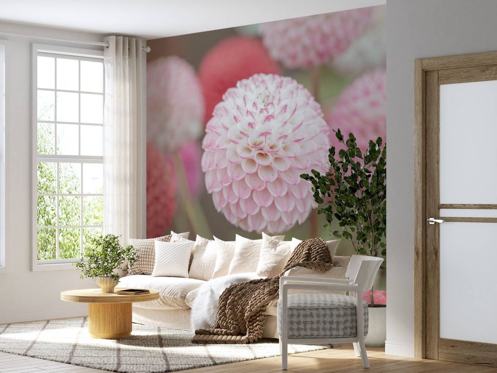 Roze dahlia bloemen