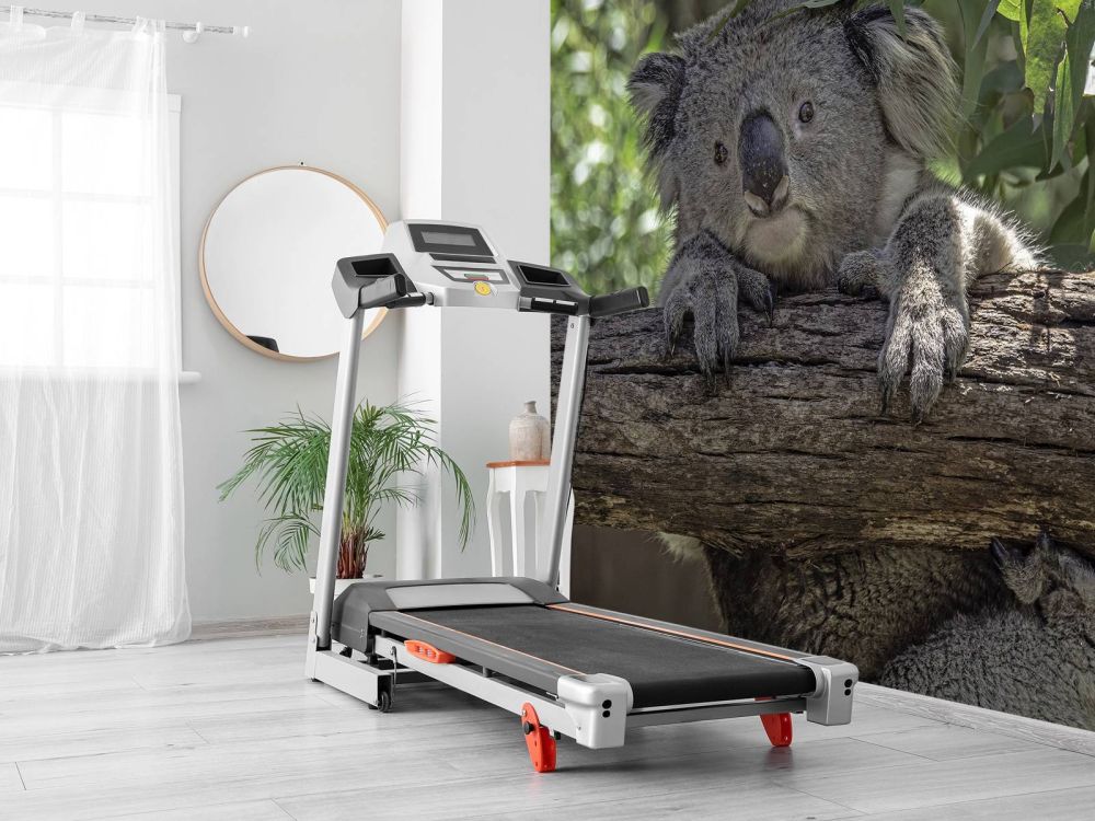 Schattige koala