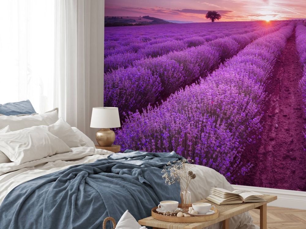 Veld met Lavendel en zon
