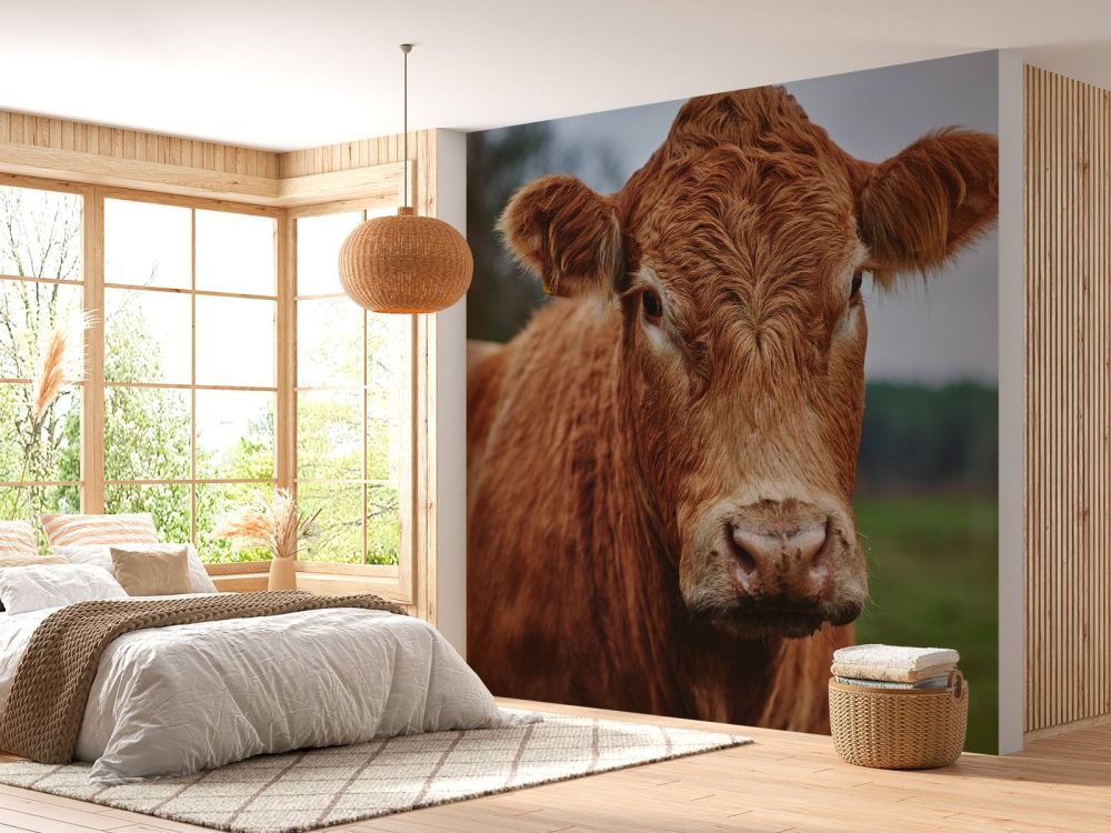 Portret van een koe