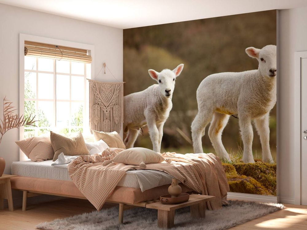 Witte lammetjes
