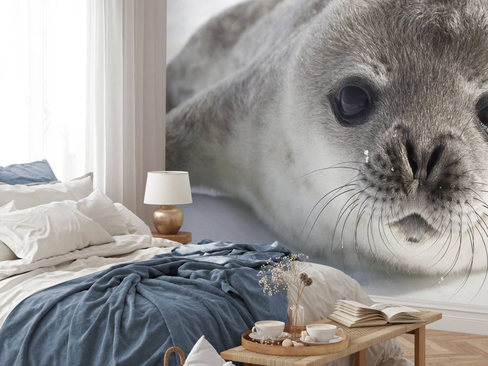Close-up van een zeehond