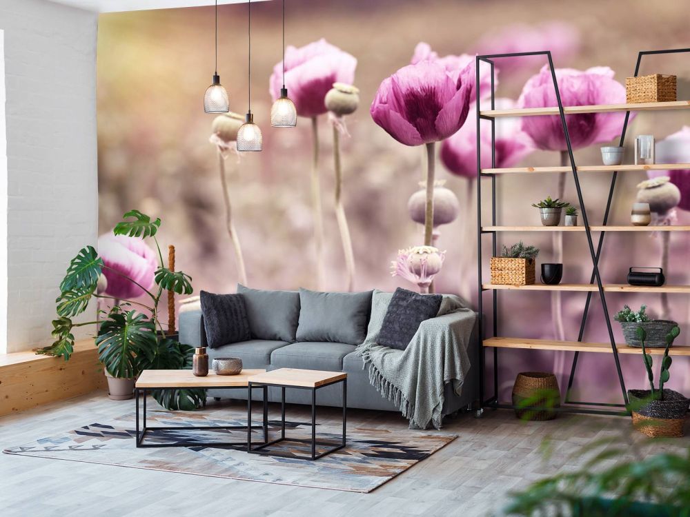 Roze klaprozen