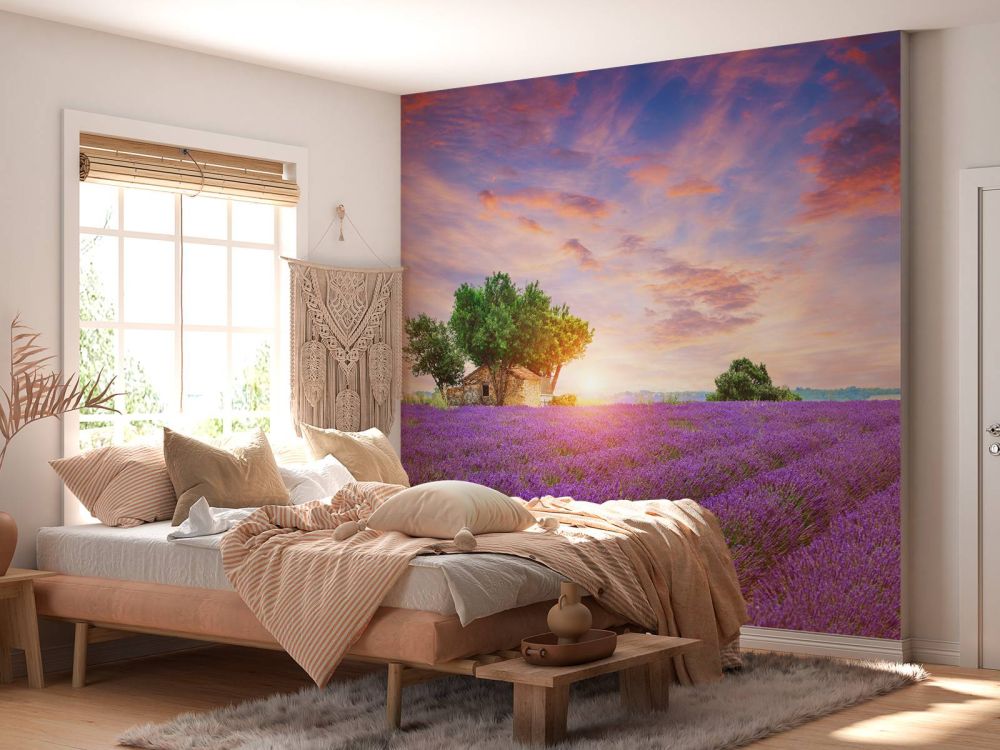 Lavendelveld tijdens zonsopkomst