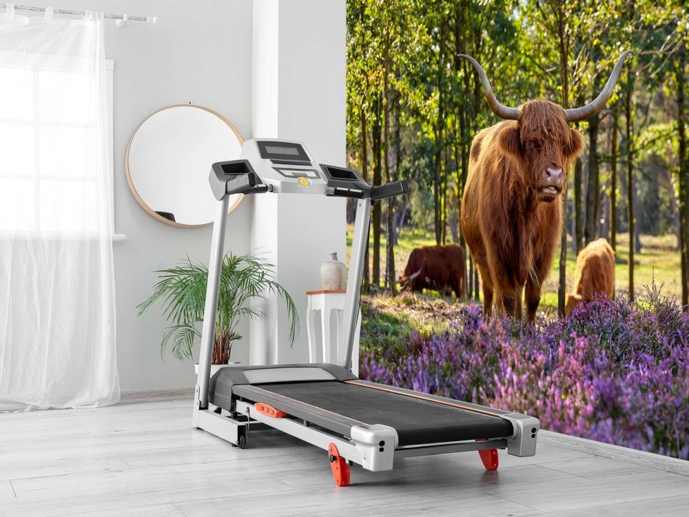 Hooglanders in natuurgebied