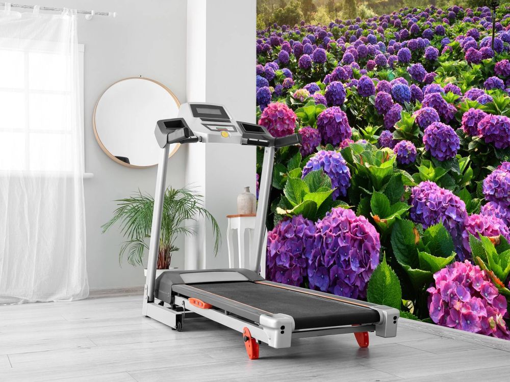 Hortensia's in een veld