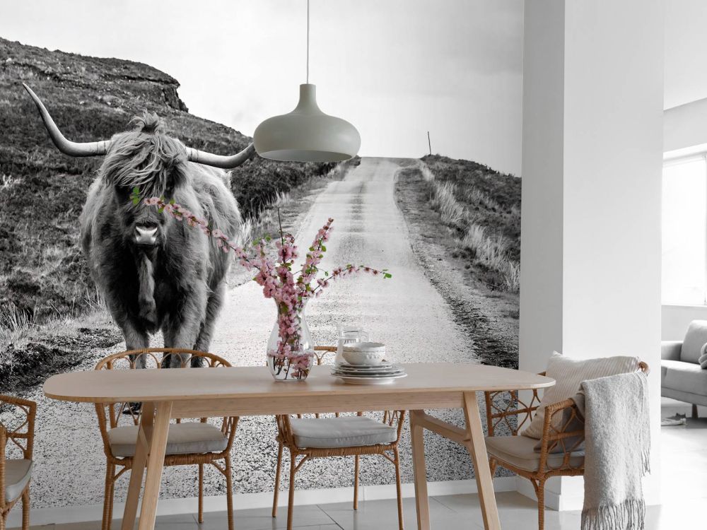 Schotse hooglander op een weg