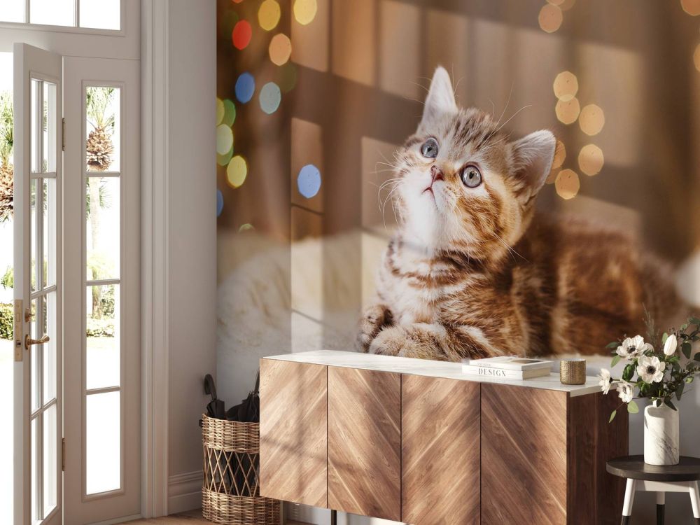 Schattige kitten