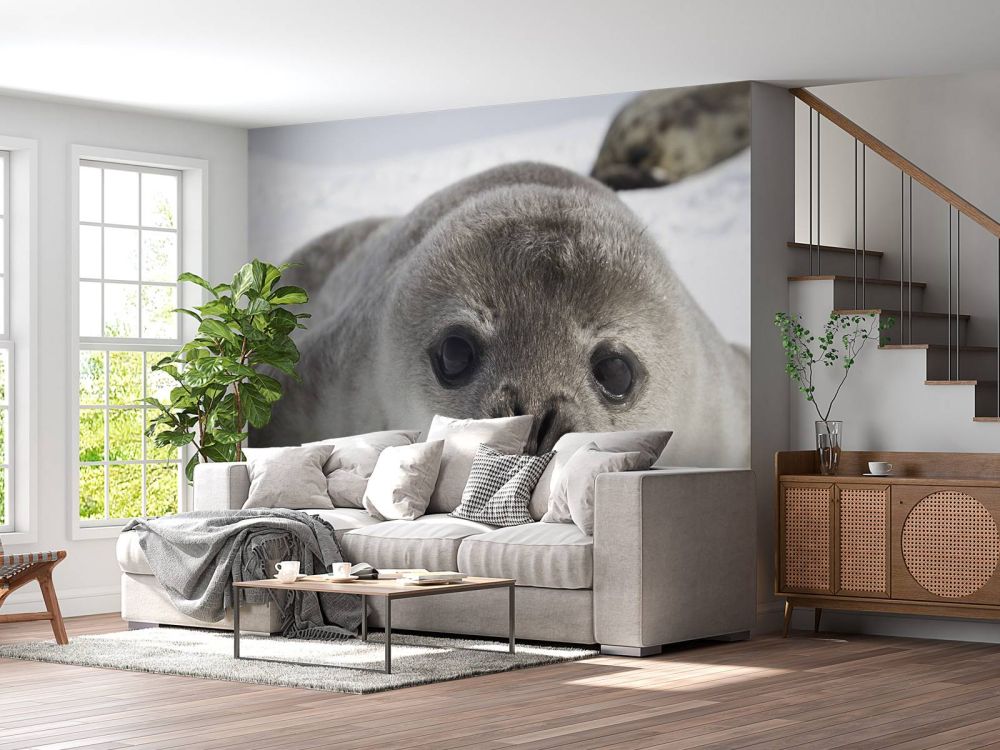 Close-up van een zeehond