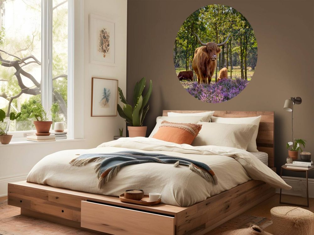 Hooglanders in natuurgebied