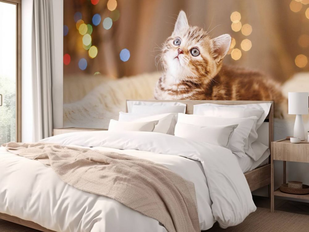 Schattige kitten