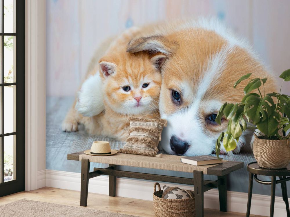 Poezen behang. Foto van een poesje en puppy.