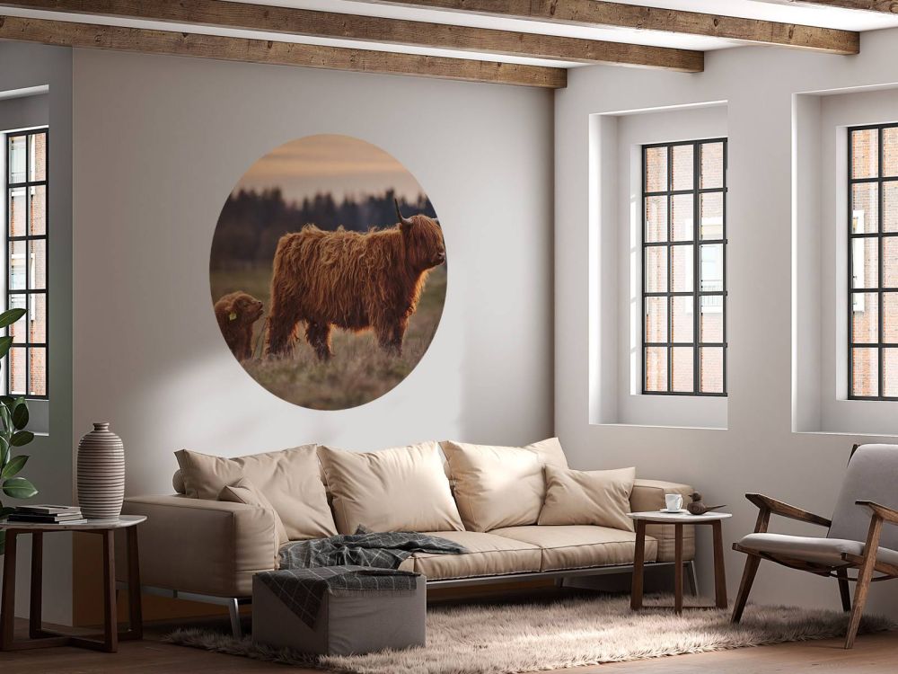 Schotse hooglanders in het weiland