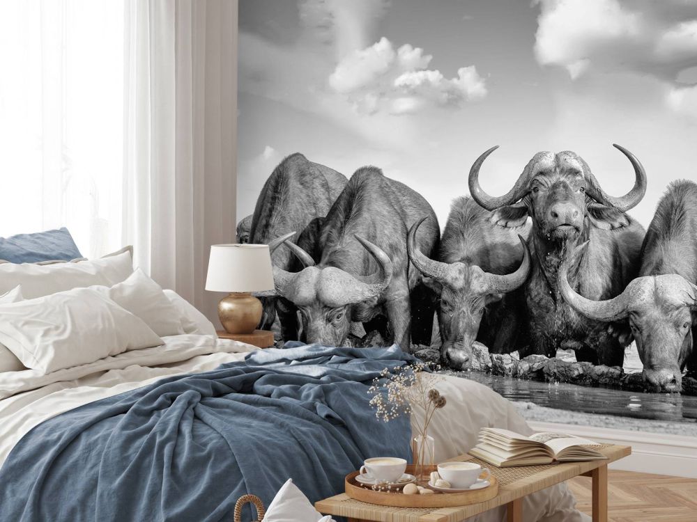Afrikaanse buffels