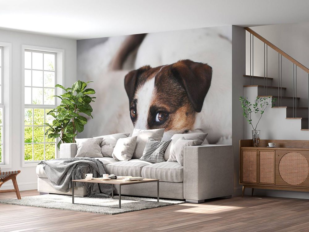 Hond en kat