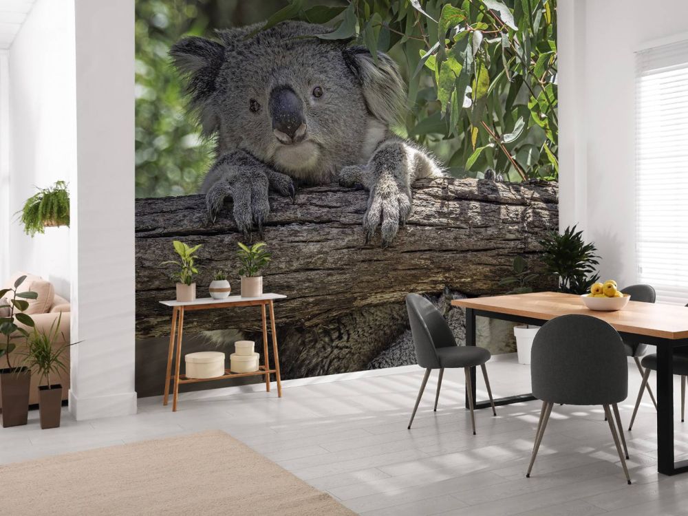 Schattige koala