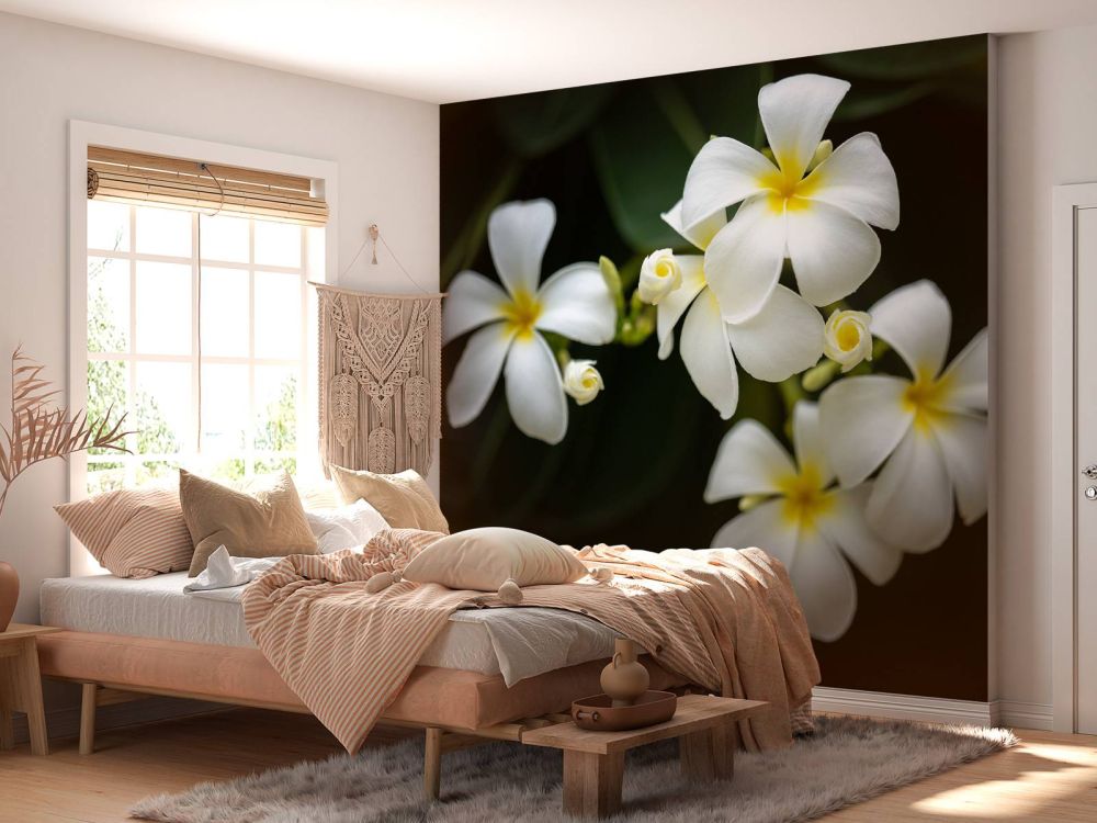 Close-up Plumeria's