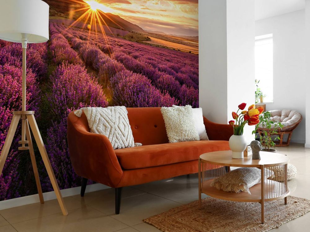 Lavendel onder de zon