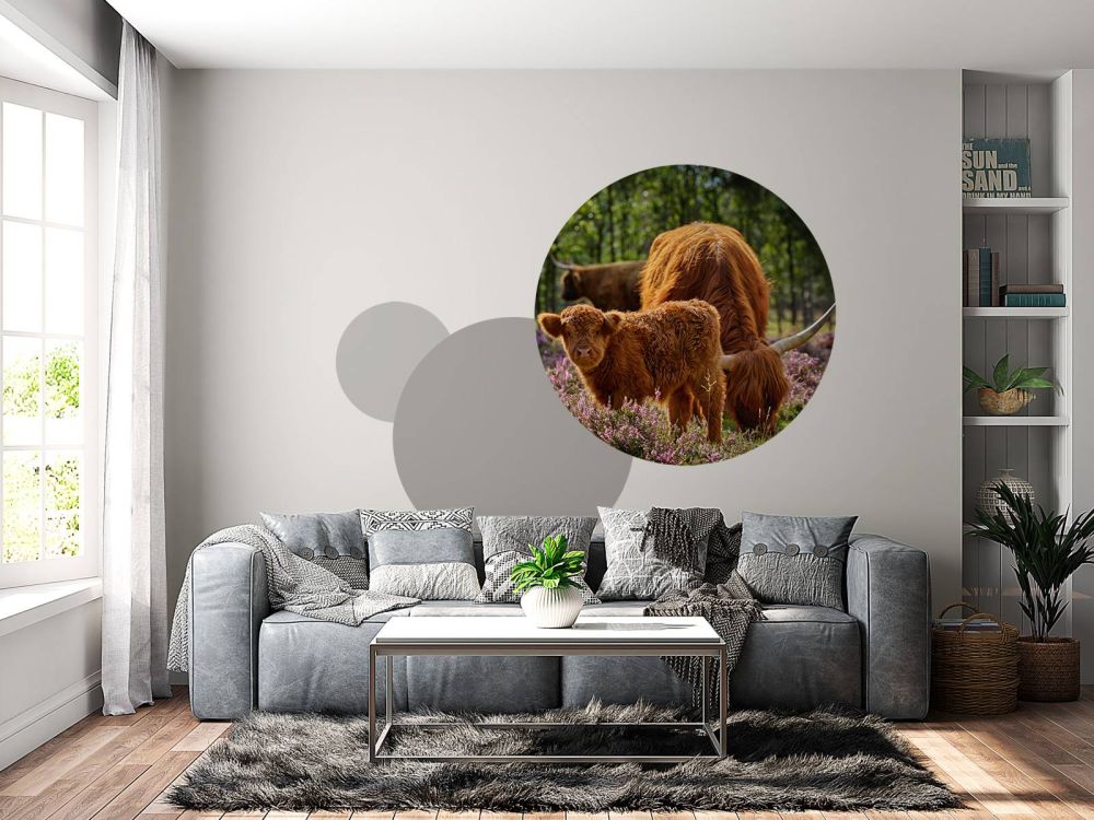 Familie Schotse hooglanders