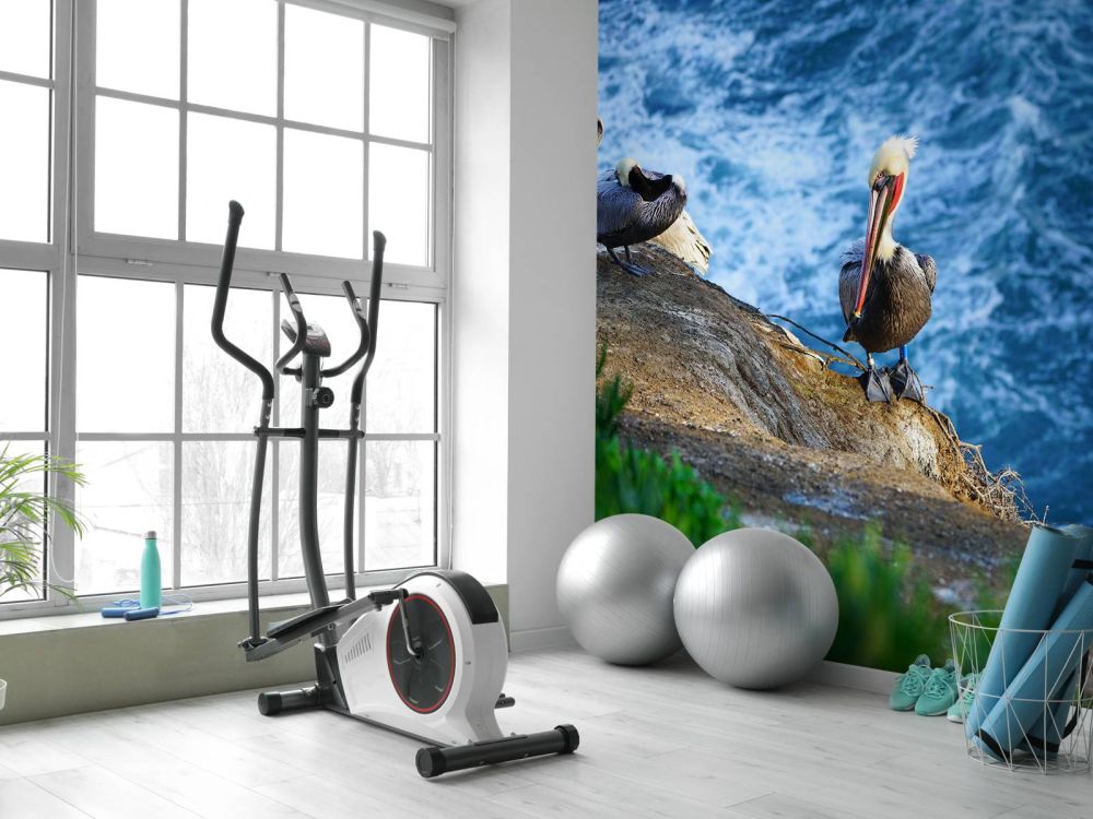 Californische pelikanen