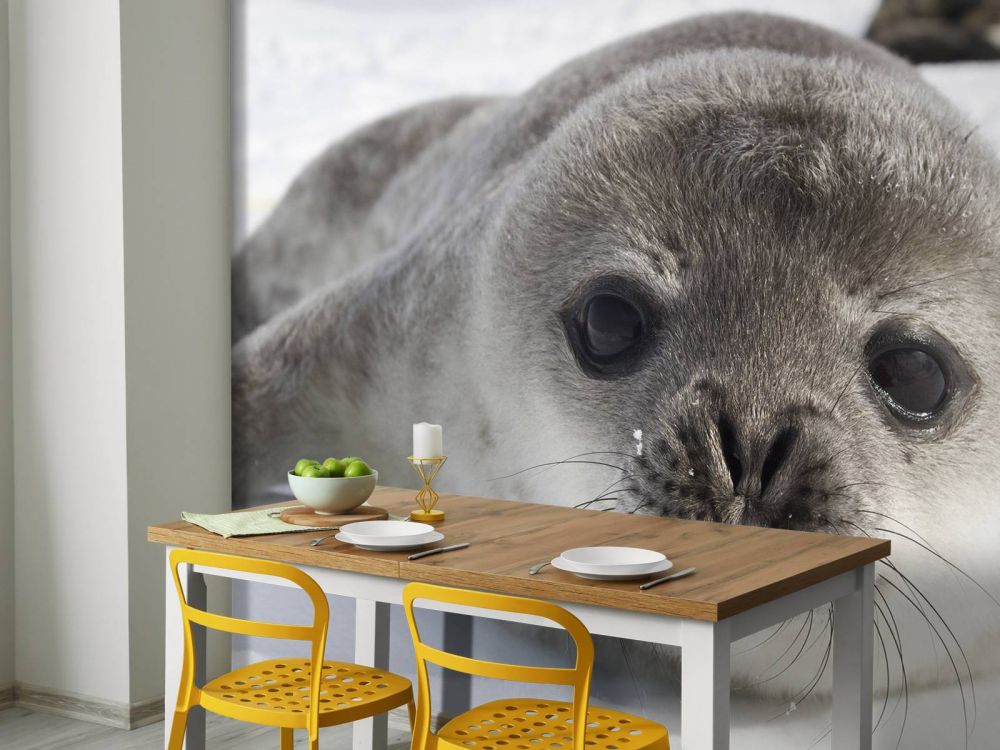 Close-up van een zeehond