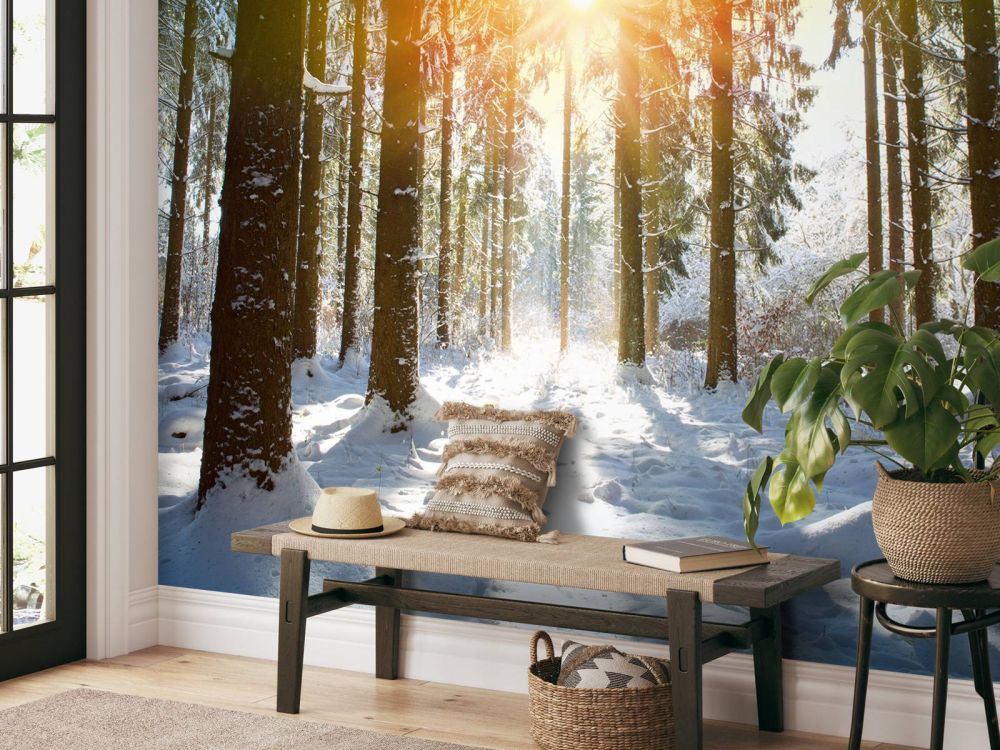 Zonlicht in het winterbos