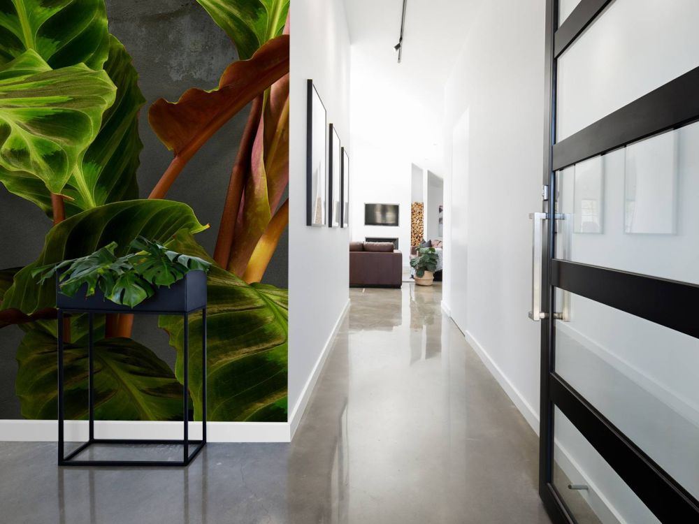 Plant met mooie groene bladeren