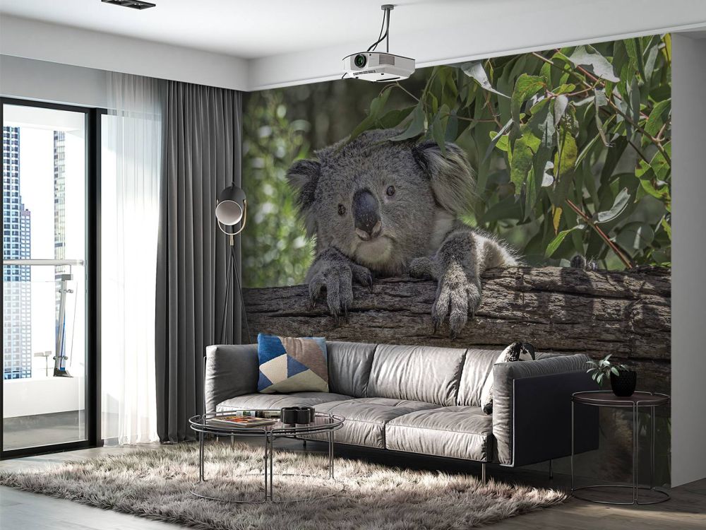 Schattige koala
