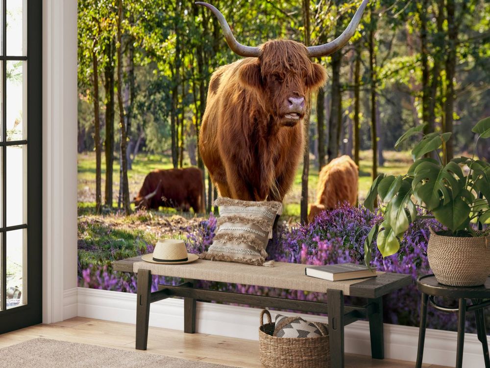 Hooglanders in natuurgebied