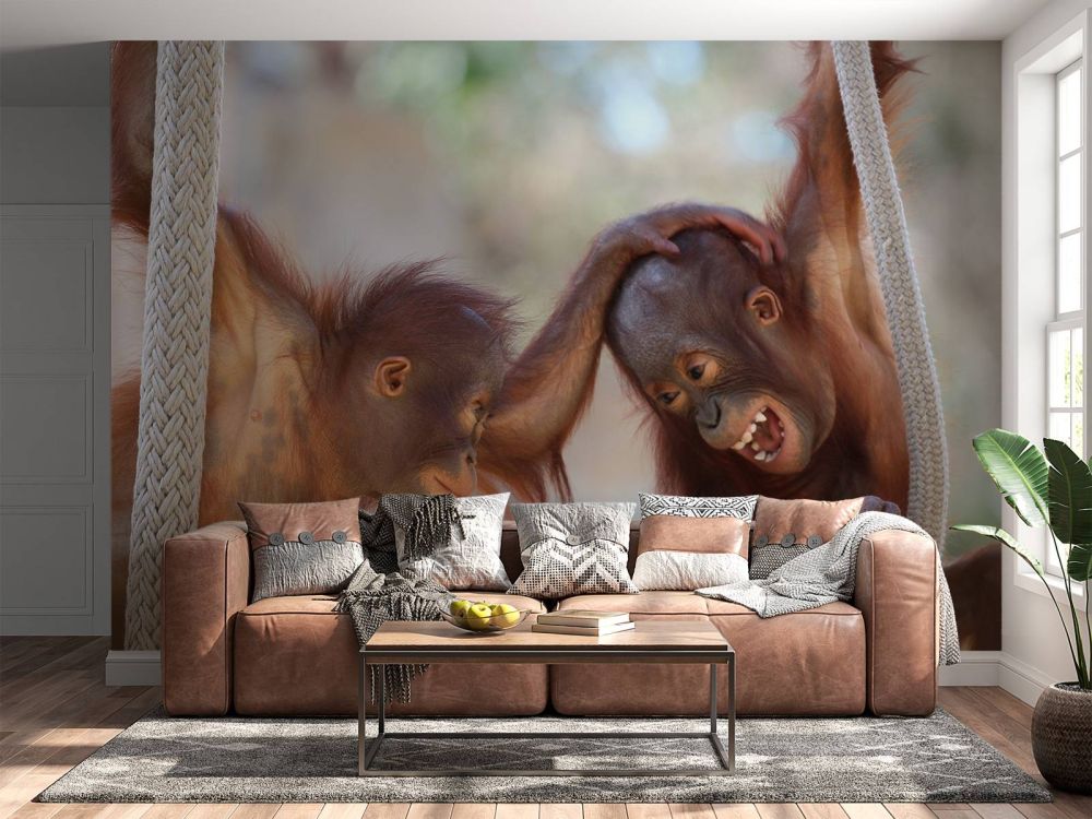 Baby orang oetans