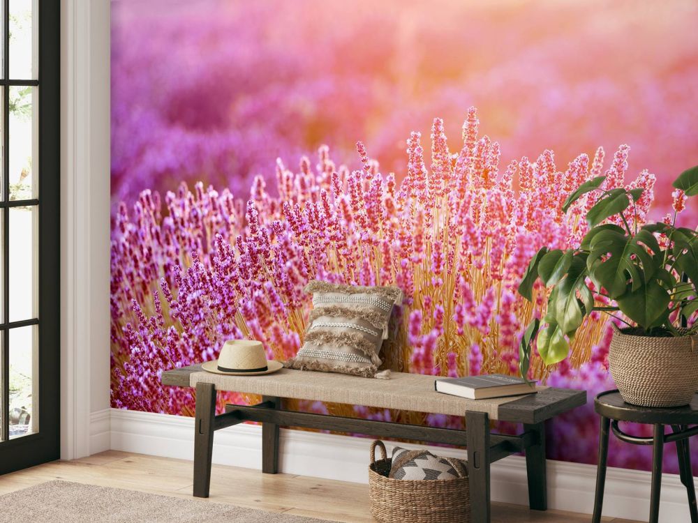 Close-up lavendel bloemen