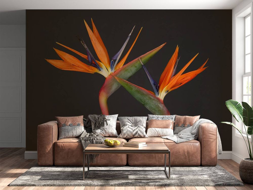 Paradijsvogel bloemen
