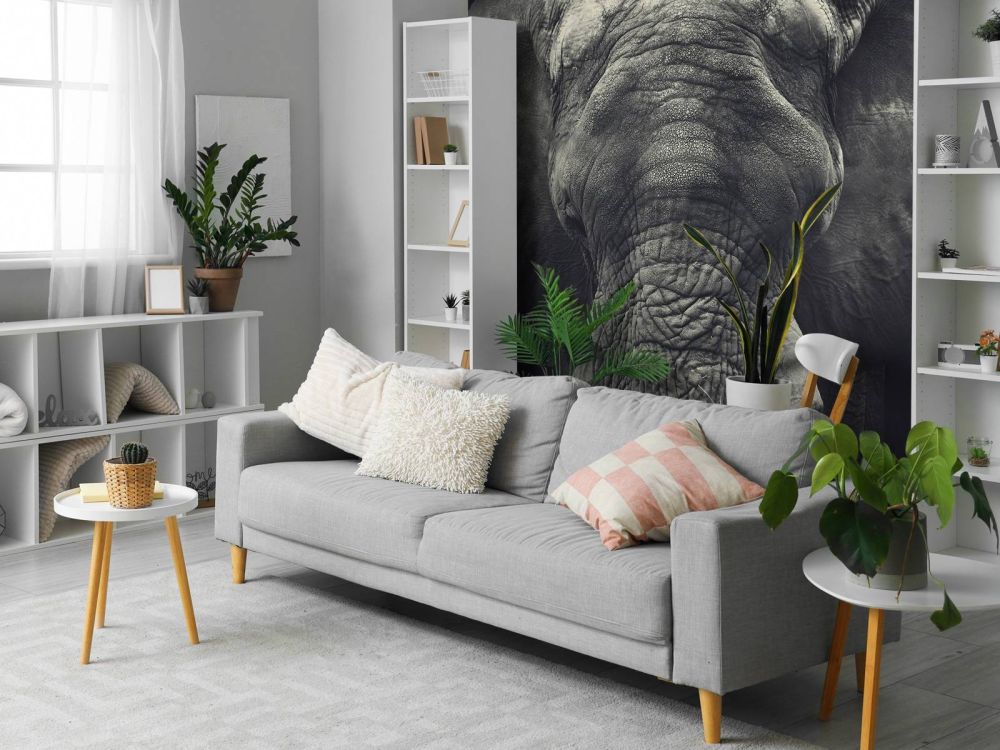 Close-up van een olifant