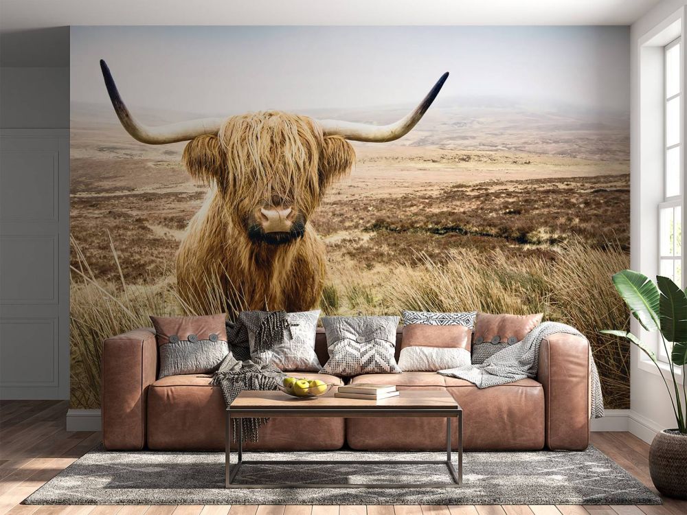 Schotse hooglander met riet