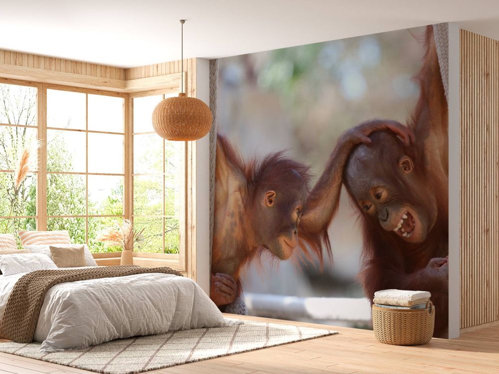 Baby orang oetans