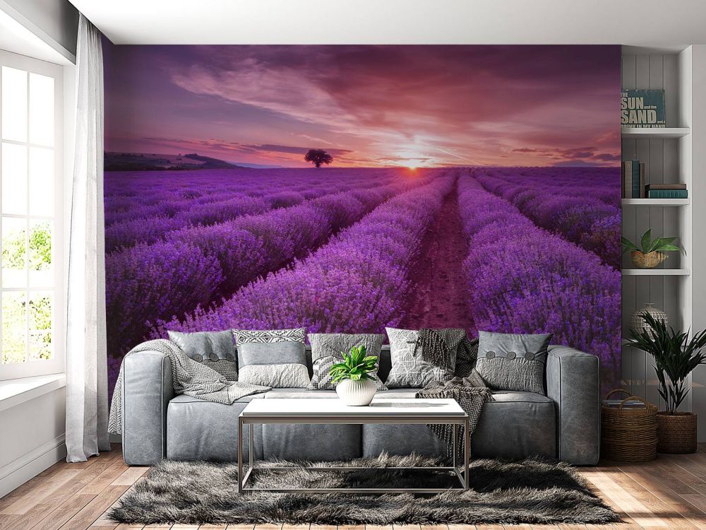 Veld met Lavendel en zon