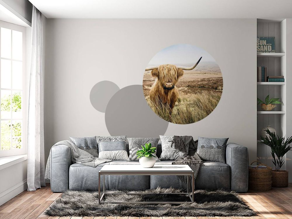 Schotse hooglander met riet