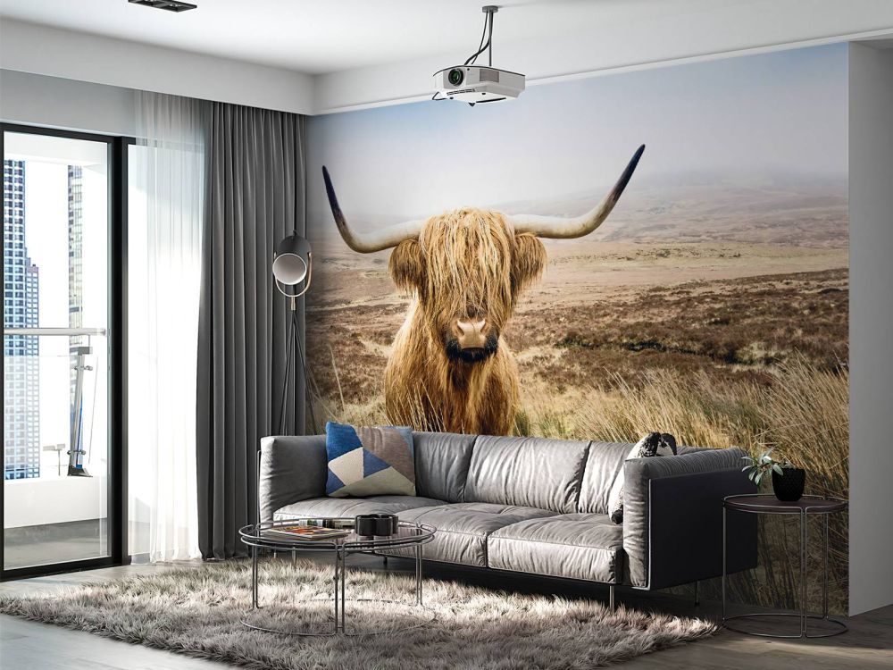 Schotse hooglander met riet