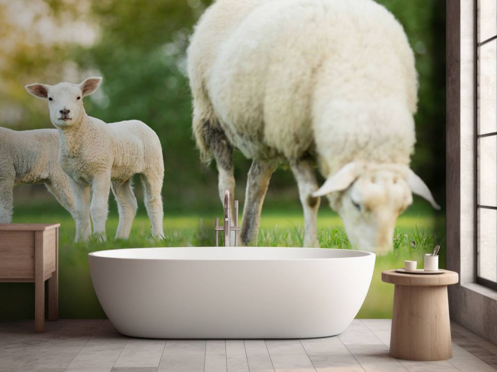 Moeder schaap met lammetjes