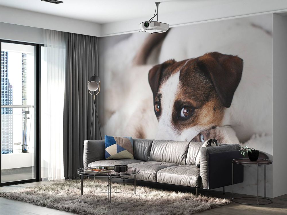Hond en kat