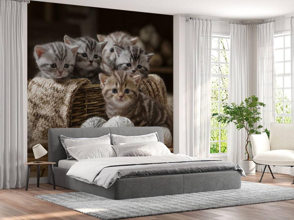 Kittens met wol