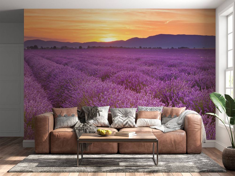 Veld vol lavendel
