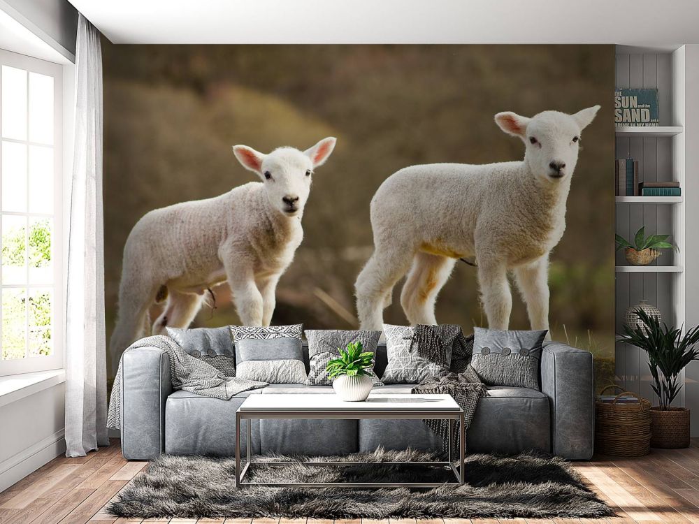Witte lammetjes