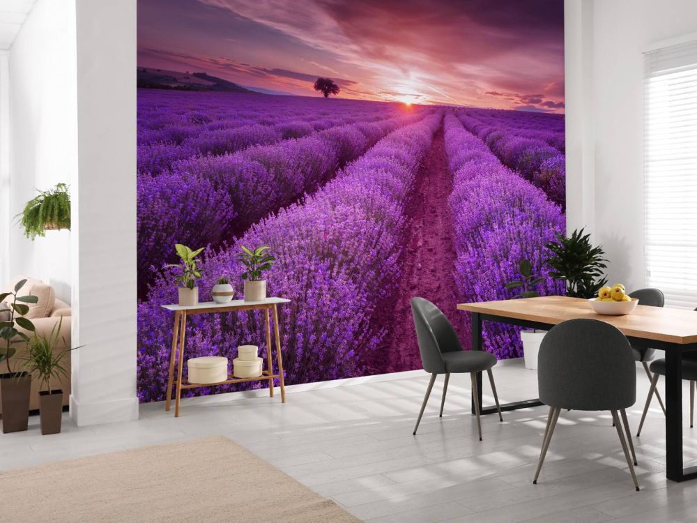 Veld met Lavendel en zon