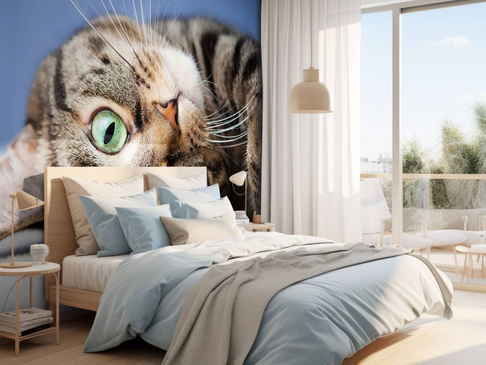 Rollende kat