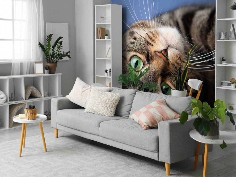 Rollende kat