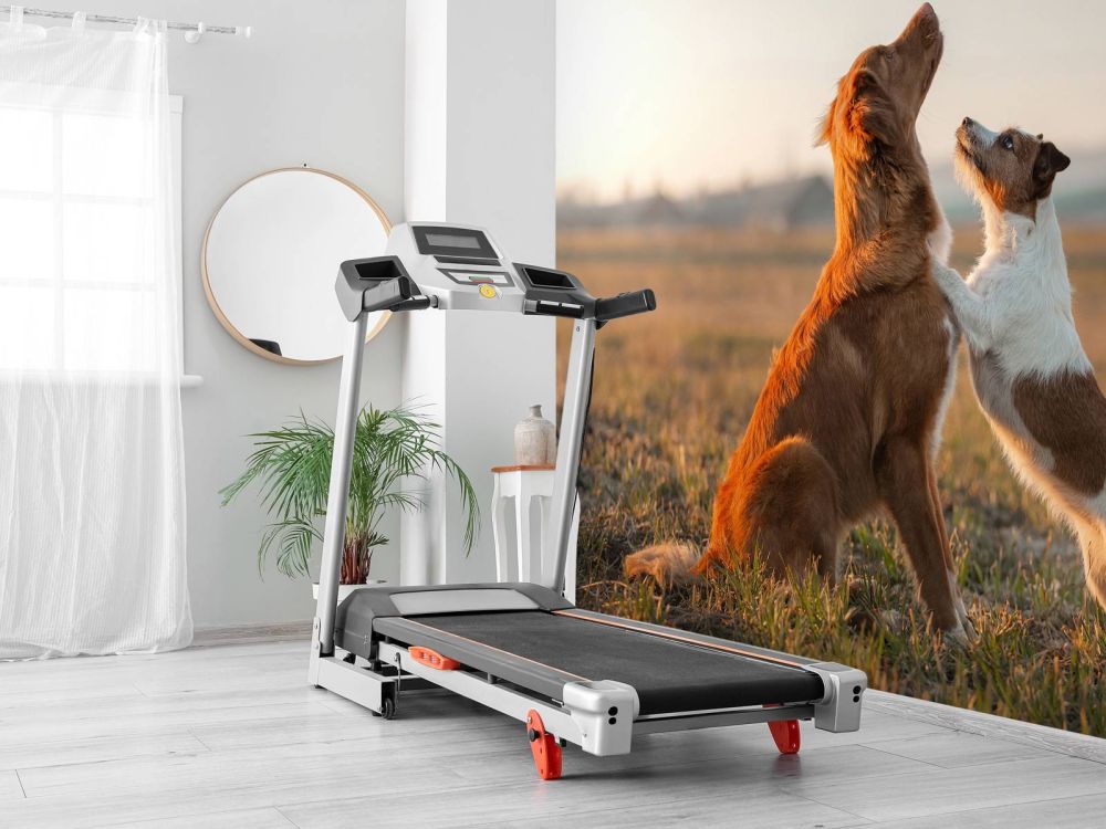 Omhoog kijkende honden