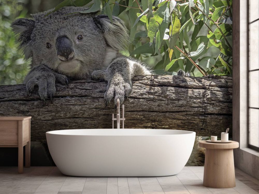 Schattige koala