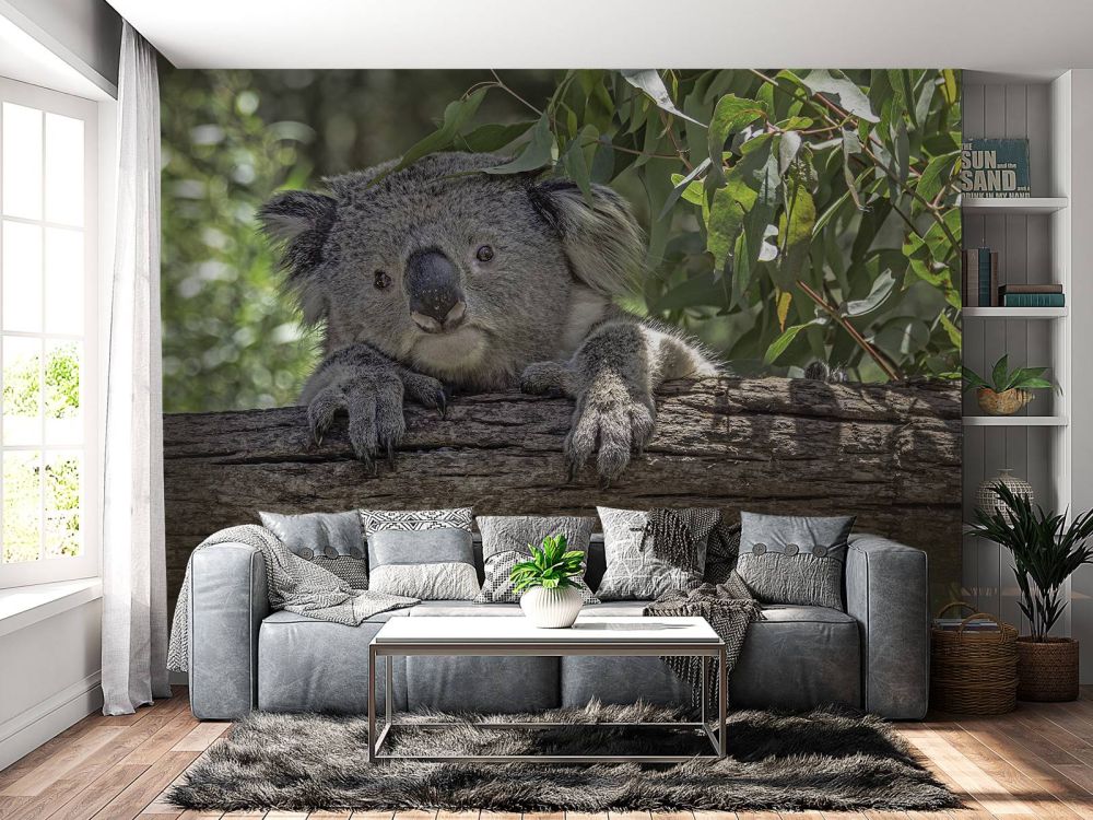 Schattige koala